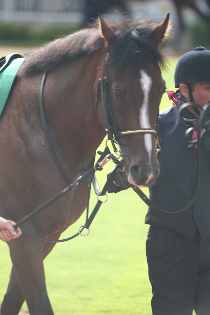 2024/8/11 関屋記念(G3) ディスペランツァ