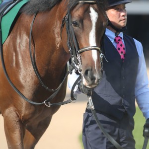 2024/9/8 京成杯オータムH(G3)