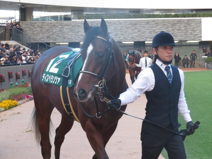 京都２歳Ｓ　パドック ディスペランツァ