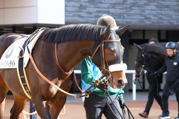 京都6R　3歳未勝利 パドック ウィープディライト