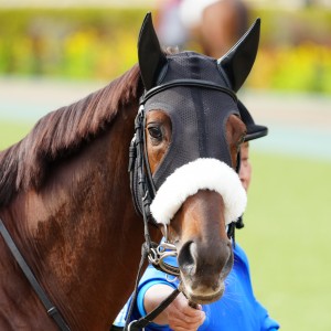 2025/2/16 4歳以上2勝クラス