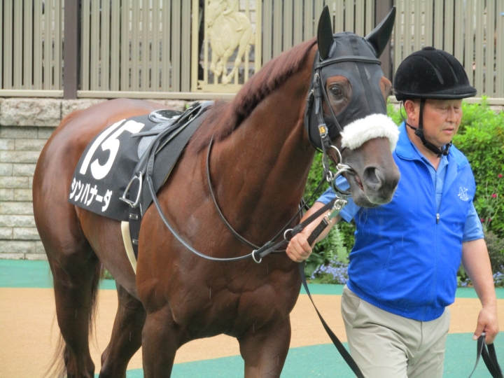 江ノ島S パドック シンハナーダ