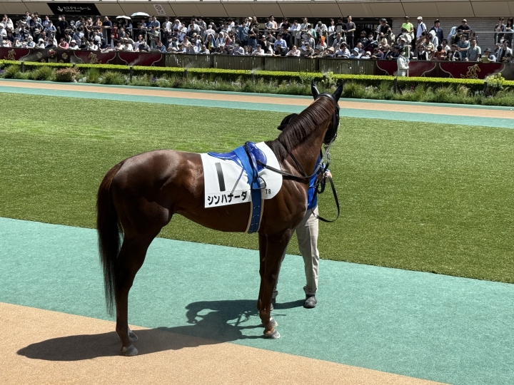 2025/5/11 4歳以上2勝クラス シンハナーダ