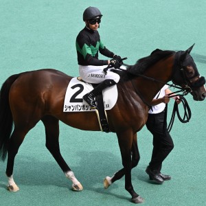 パドック上から(鞍上モレイラ騎手)