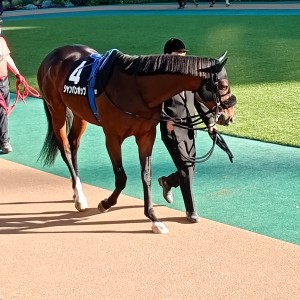 2025/11/24 晩秋S(3勝クラス)