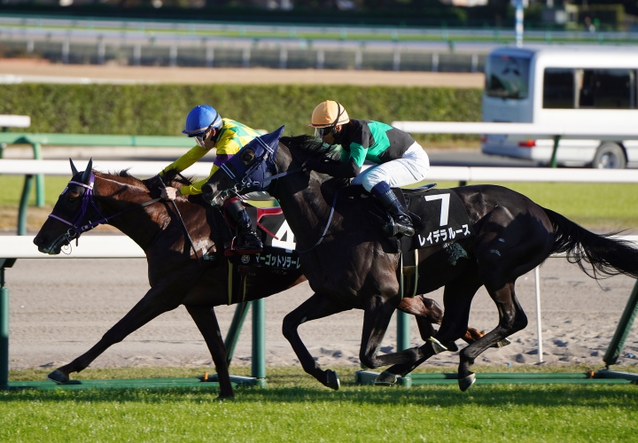 2023/12/2 葉牡丹賞(1勝クラス) レイデラルース