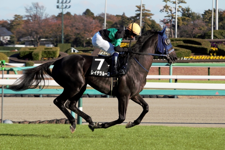 2023/12/2 葉牡丹賞(1勝クラス) レイデラルース