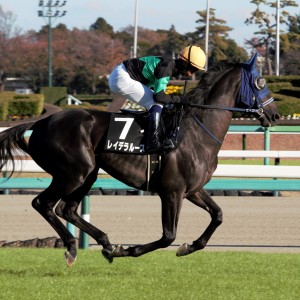 2023/12/2 葉牡丹賞(1勝クラス)