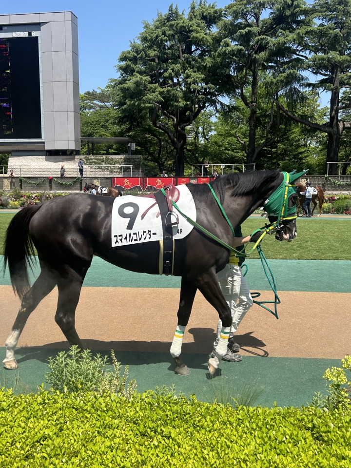 2024/4/28 3歳未勝利 スマイルコレクター