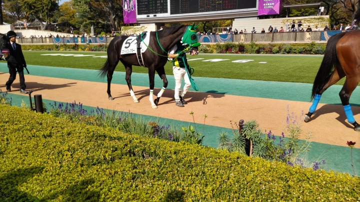 2023/10/28 2歳新馬(牝) スマイルコレクター