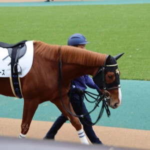 2023/11/26  6R ２歳新馬戦