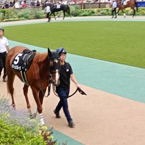 2025/10/4 八ヶ岳特別(2勝クラス)