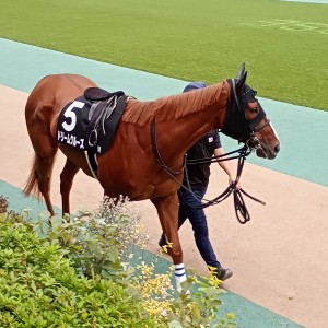 2025/10/4 八ヶ岳特別(2勝クラス)