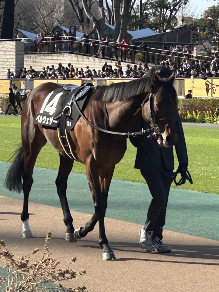 2025/2/15 銀蹄S(3勝クラス) ベルウェザー