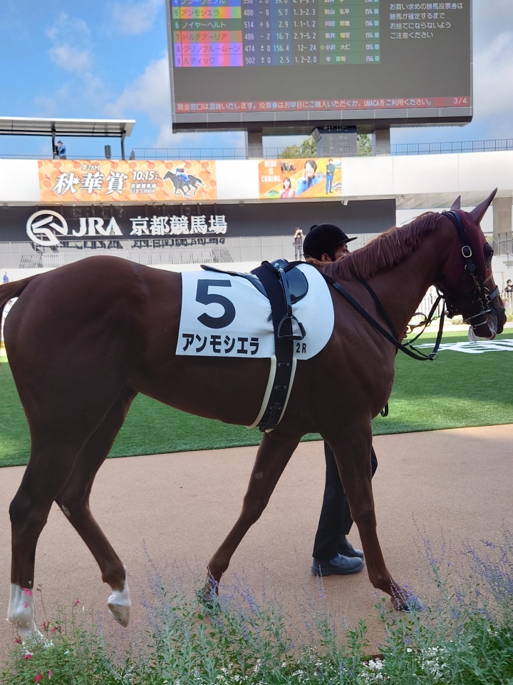 2023/10/15 2歳未勝利　1着 アンモシエラ