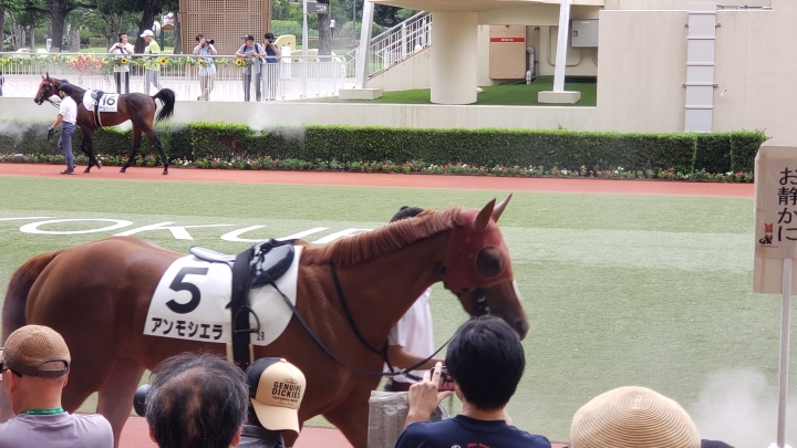 レース当日 アンモシエラ