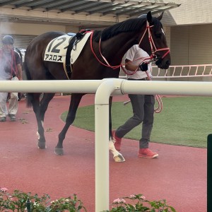 2023/9/24 2歳未勝利