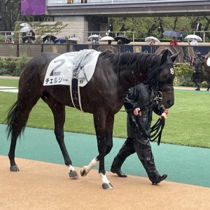 デビュー戦パドック