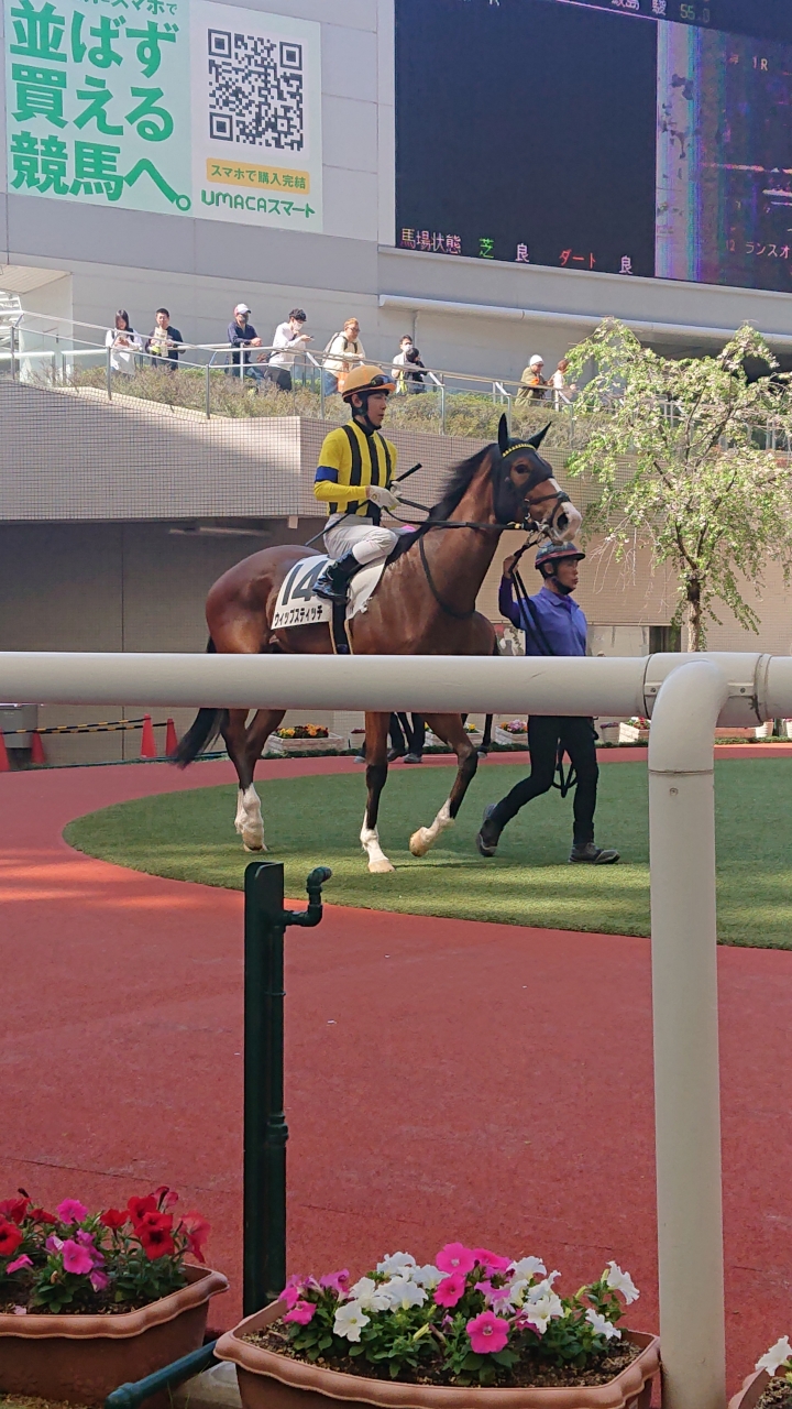 2024/4/14 3歳未勝利(牝) ウィップスティッチ