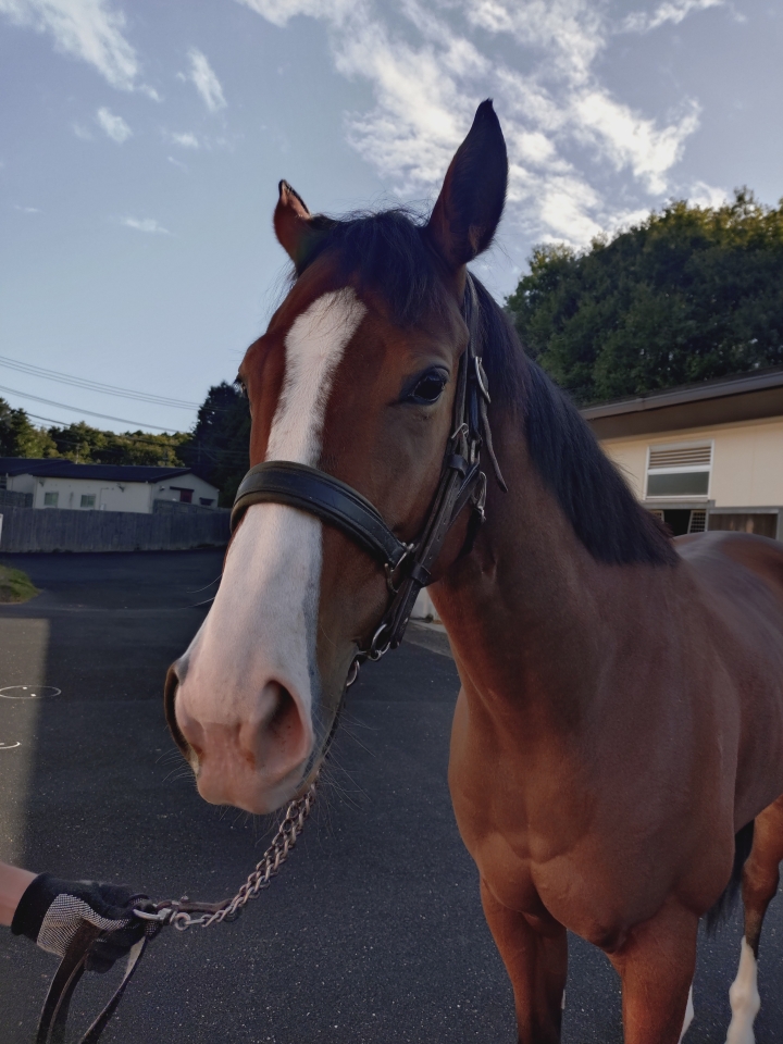 グリーンウッドトレーニングにて ウィップスティッチ