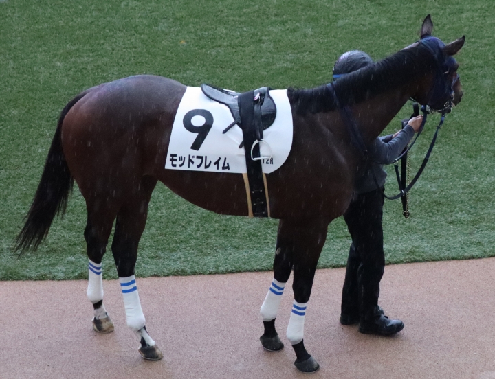 2025.1.6_中山1勝クラス_パドック モッドフレイム