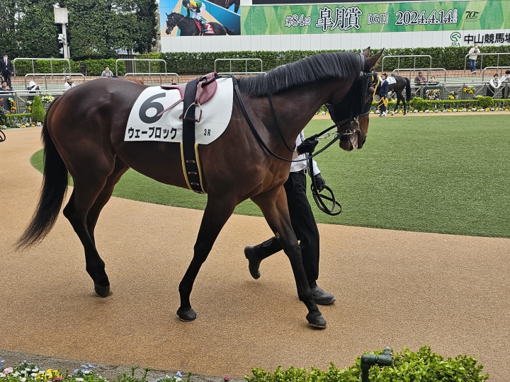 パドック ウェーブロック