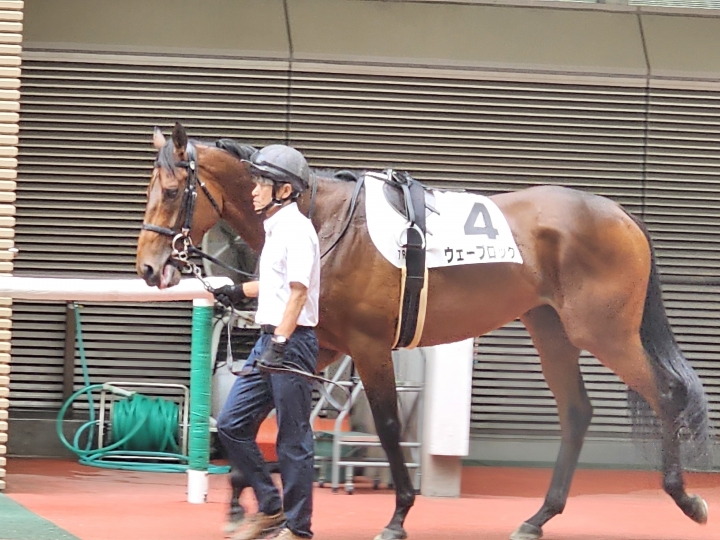 パドック ウェーブロック