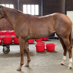 追分ファーム　リリーバレー