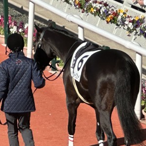 2歳未勝利パドック