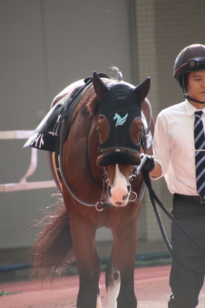 2023/12/9 エリカ賞(1勝クラス) カーメルタザイト