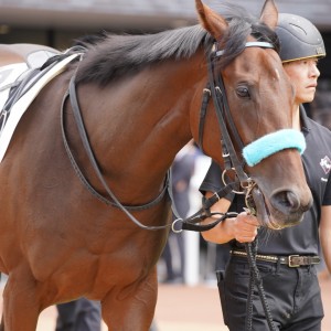 新馬戦パドック