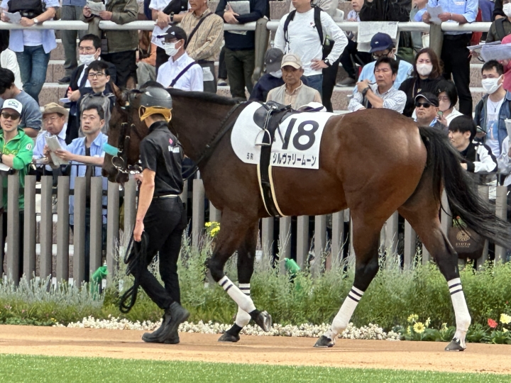 シルヴァリームーン新馬戦 シルヴァリームーン