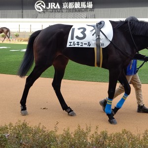 京都4R・３歳新馬 パドック