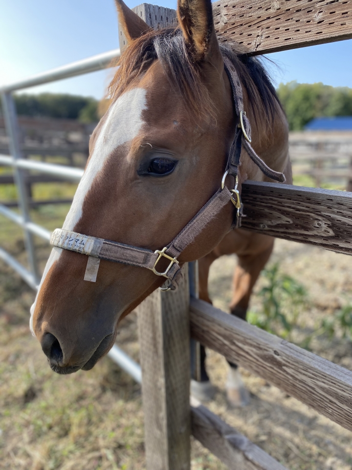 23.10.08CVFにて。元気でした！ ウインマクシマム