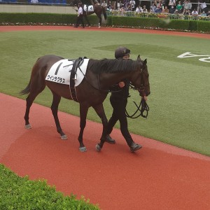 8/12小倉デビュー