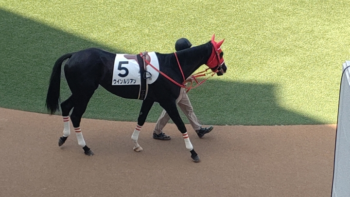 中山1R ３歳未勝利パドック ウインルリアン