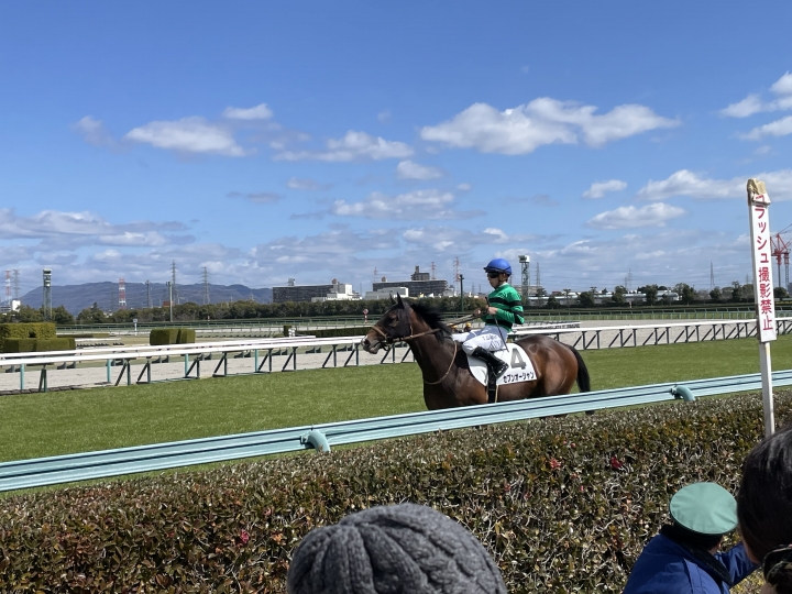 2024/03/10阪神4R, ゲート前輪乗り セブンオーシャン