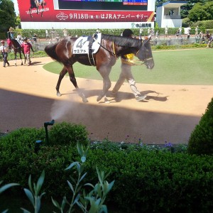 2023/9/10 2歳新馬