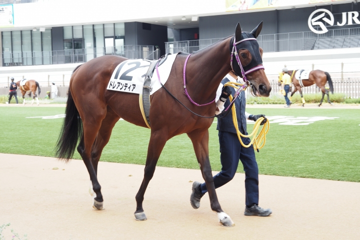 2023/10/8 京都 2歳新馬 ドレアンティア