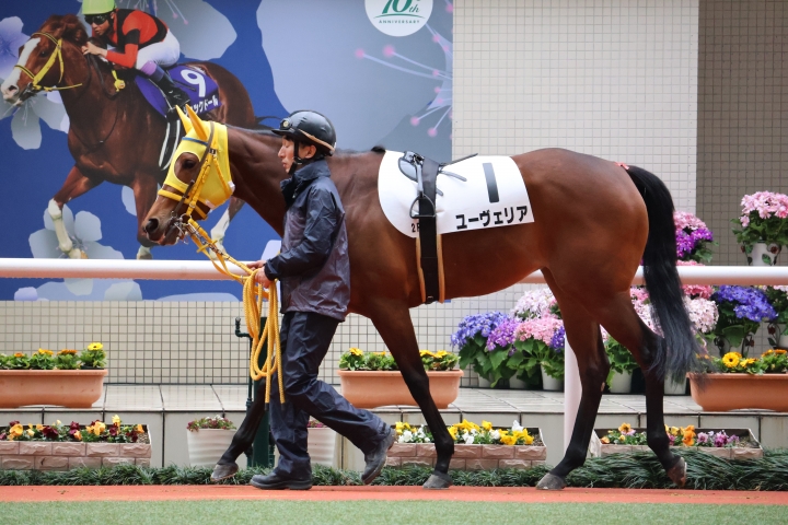 2024/3/24(日) 2回阪神2日 2R  ３歳未勝利 ユーヴェリア
