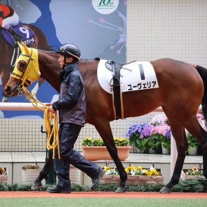 2024/3/24(日) 2回阪神2日 2R  ３歳未勝利