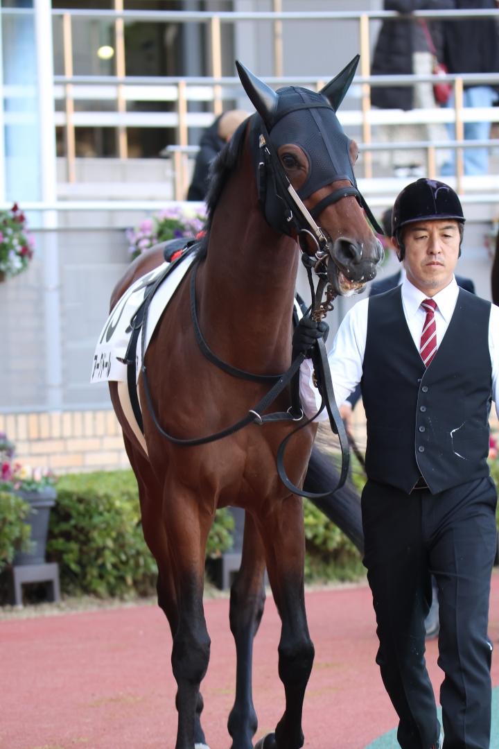 2024/12/14 3歳以上1勝クラス アークドール
