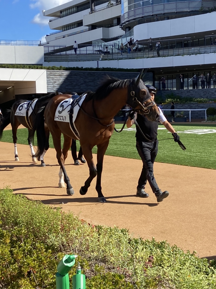2023/10/29 2歳新馬 トーマスフレア