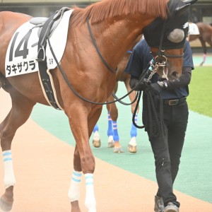パドック