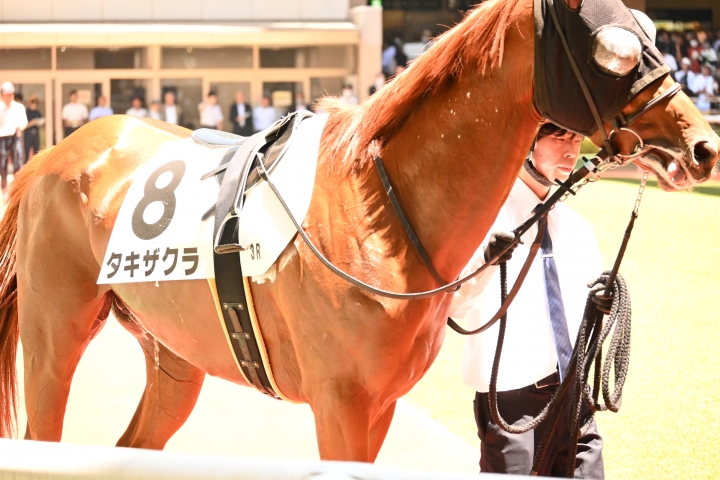 2024年6月 タキザクラ