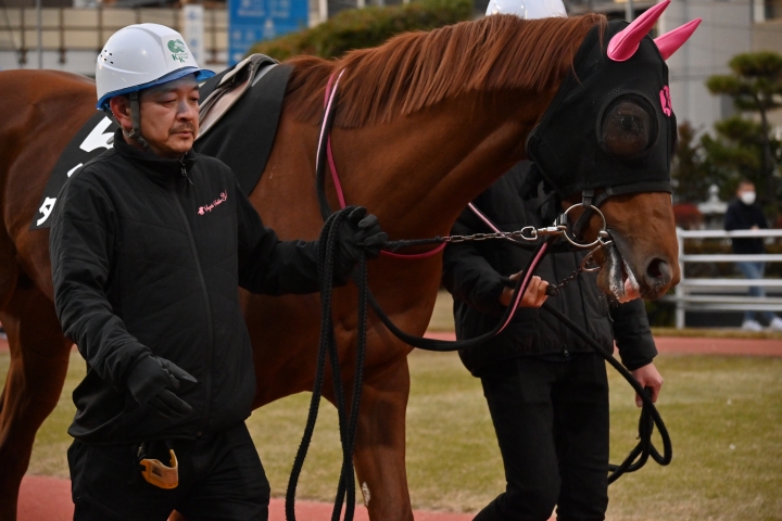2025年1月 タキザクラ