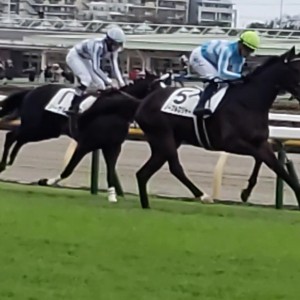 2023/11/12 2歳新馬(ノーブルロジャー)