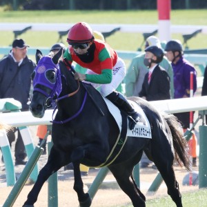 マイネルゲミュート