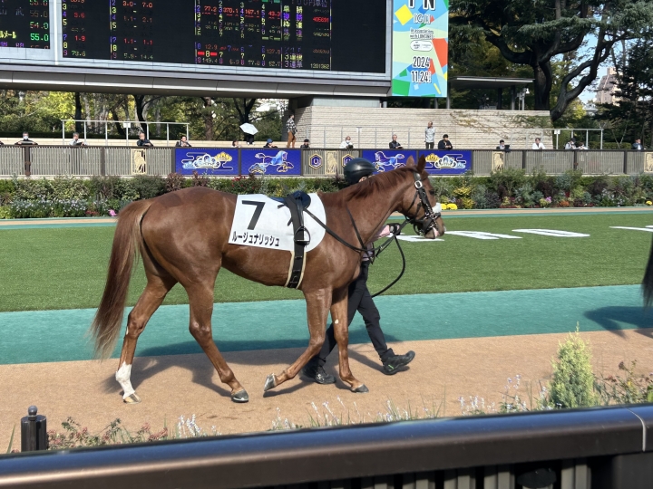 新馬戦パドック ルージュナリッシュ