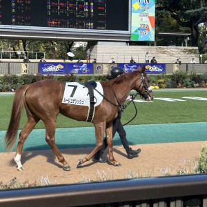 新馬戦パドック